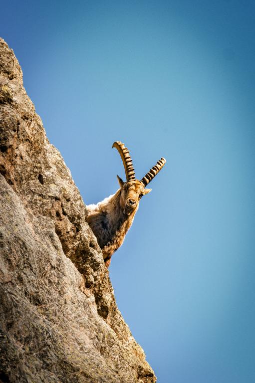 Randonnées dans le parc du Mercantour avec le guide partenaire Clément Vieau